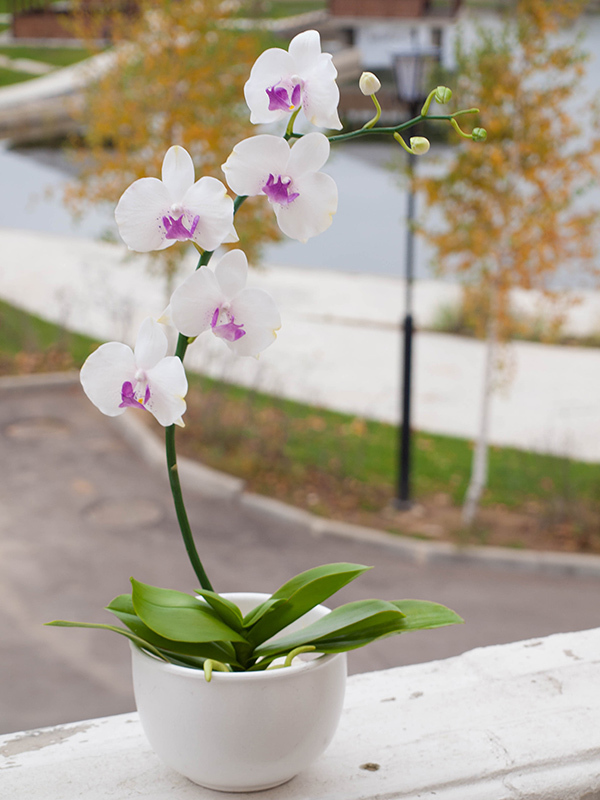 Мастер класс орхидея фаленопсис из полимерной глины | Бумажный цветок, Орхидея, Флористика