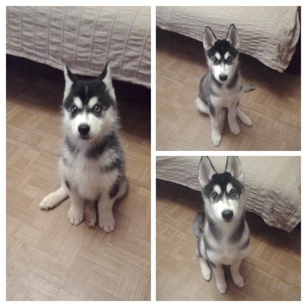 How my dog ??has changed in 2 months - My, Husky, Grow, Photo, Instagram