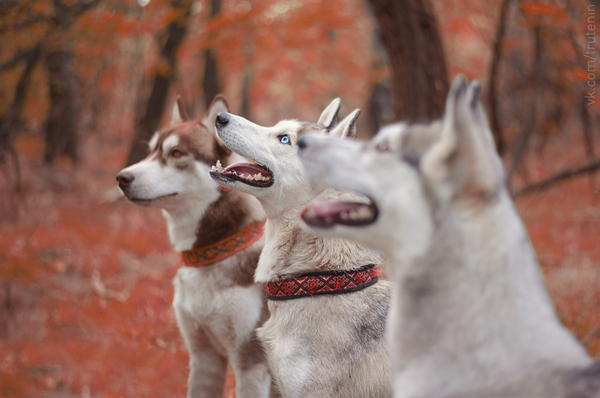 Husky - My, Husky, Photo, Dog, , Autumn, Animals