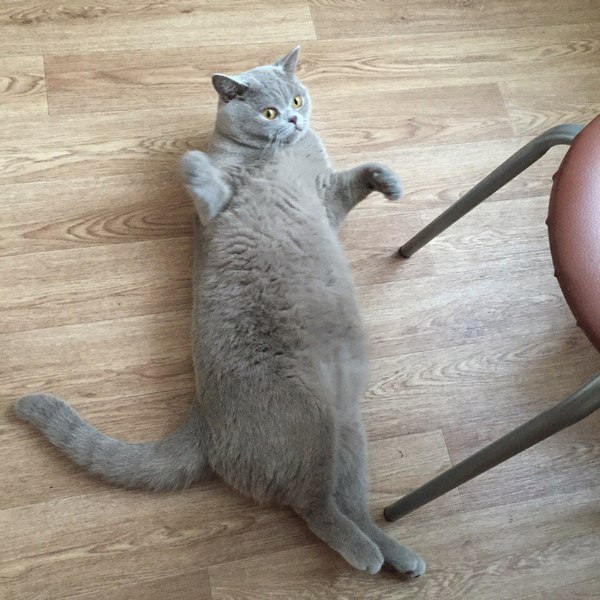 Fatty! - cat, Fat man, Not mine, Thick, Fullness