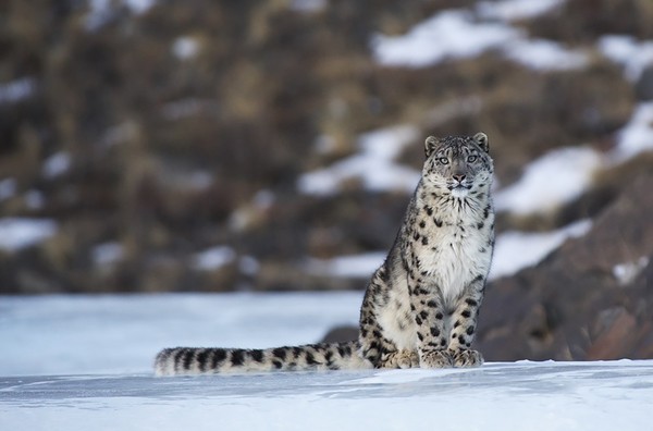 Perfection itself - an irbis, he is a snow leopard - Snow Leopard, Valery Maleev, Longpost