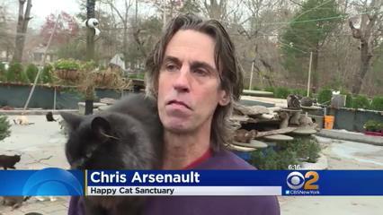 A man organized a shelter for 300 cats in honor of his son - cat, Shelter, The rescue