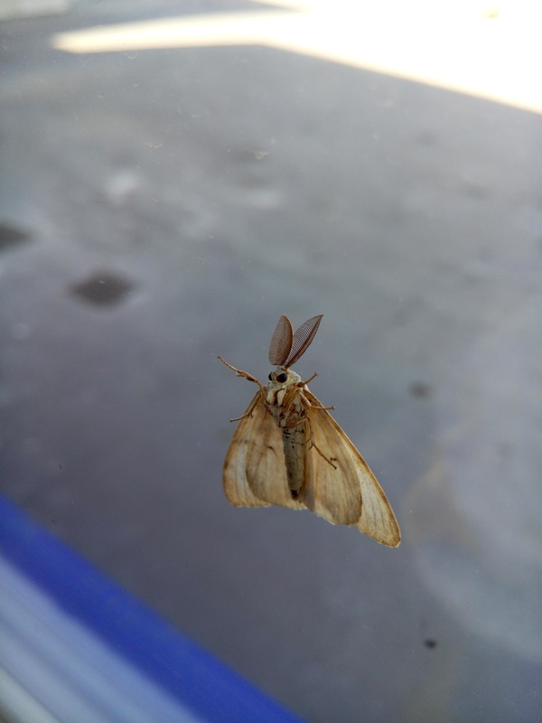 Мотыль на стекле