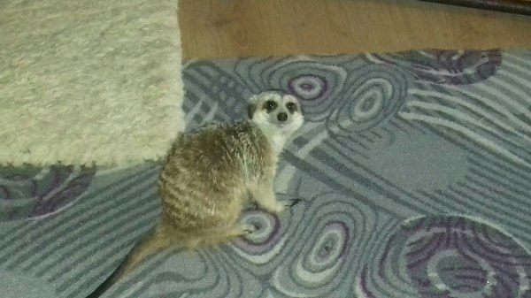 ���������. ��� ����� � ���� ������ �����.