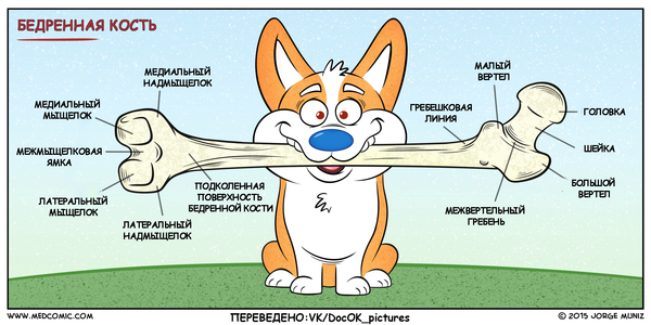 Professor Corgi Presents: Femur - Humor, Anatomy, Medical student, Corgi, Dog, The medicine, Comics, Informative