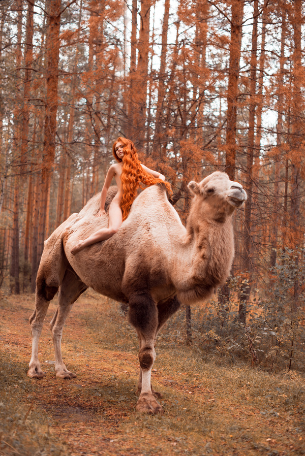 Фото верблюда васи из богатырей