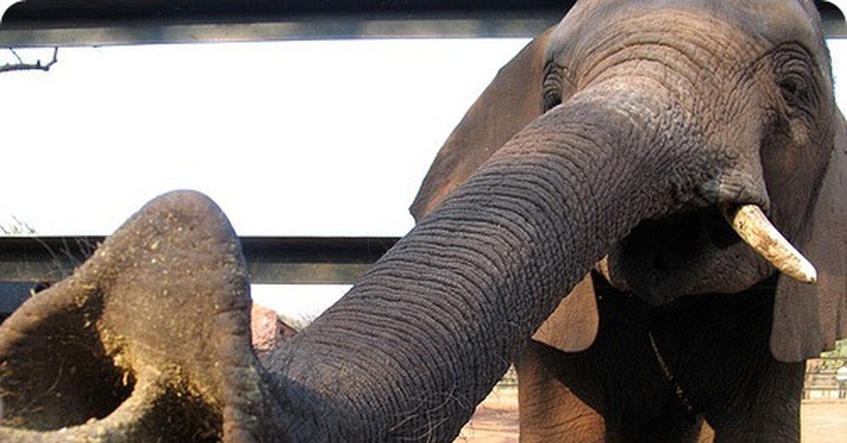 Почему у слона длинный