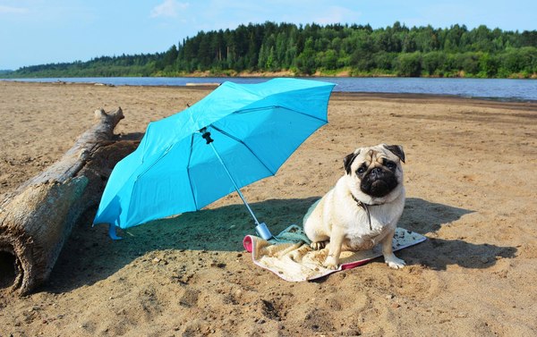 A few cute pugs in a ribbon - My, Pug, Milota, Longpost