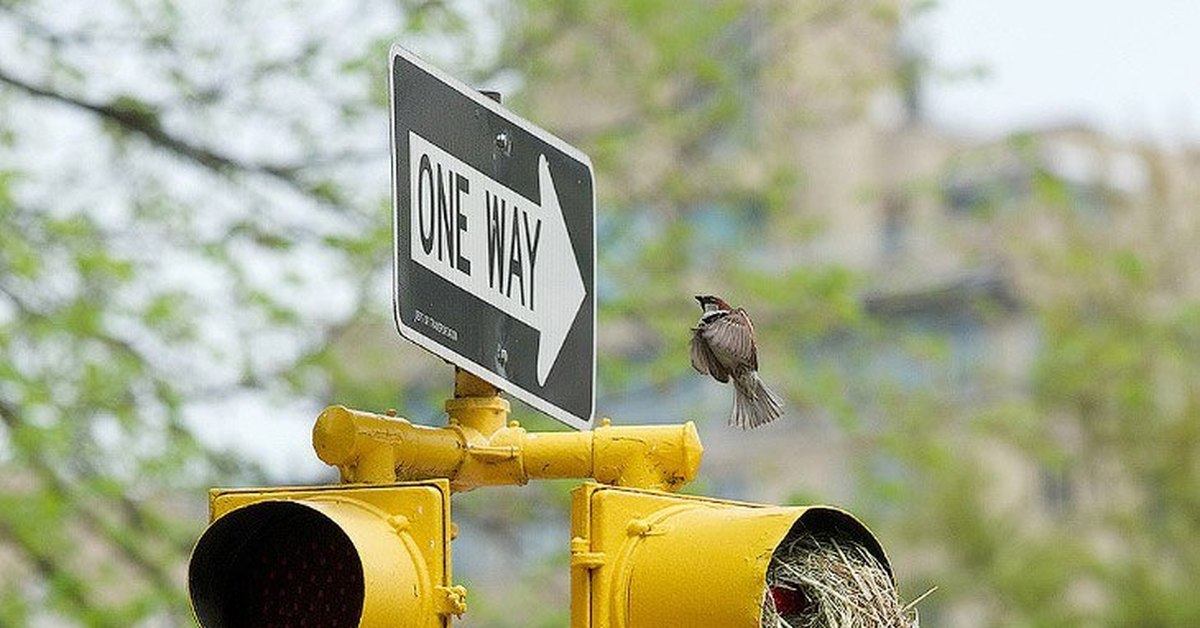 Всегда зеленый. Птицы построили гнезда в светофорах в Центральном парке