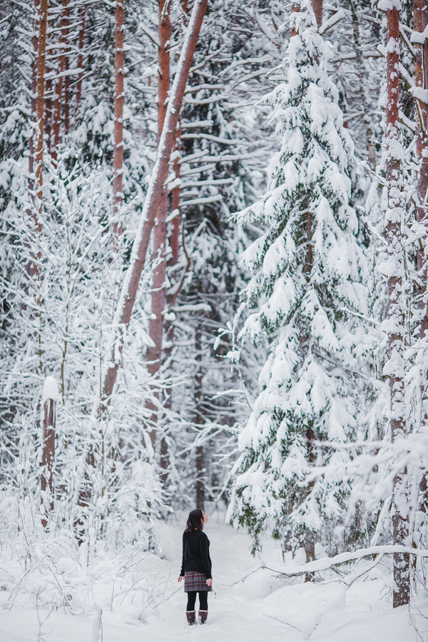 Entrance to the fairy tale - Landscape, Photo, December, Winter, Yaroslavskaya oblast, Russia, Forest, My