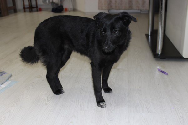 In the kindest hands a young dog is attached - Dog, In good hands, Saratov, Urgently, Longpost, Help