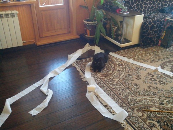 Freaked out - cat, Paper, Toilet humor, Homemade, Photo, Freaked out