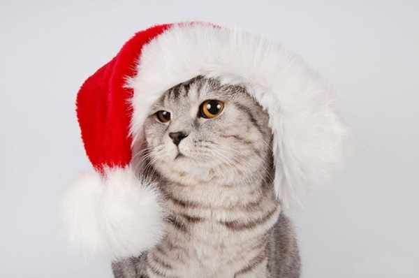 Симпатичный Санта Клаус