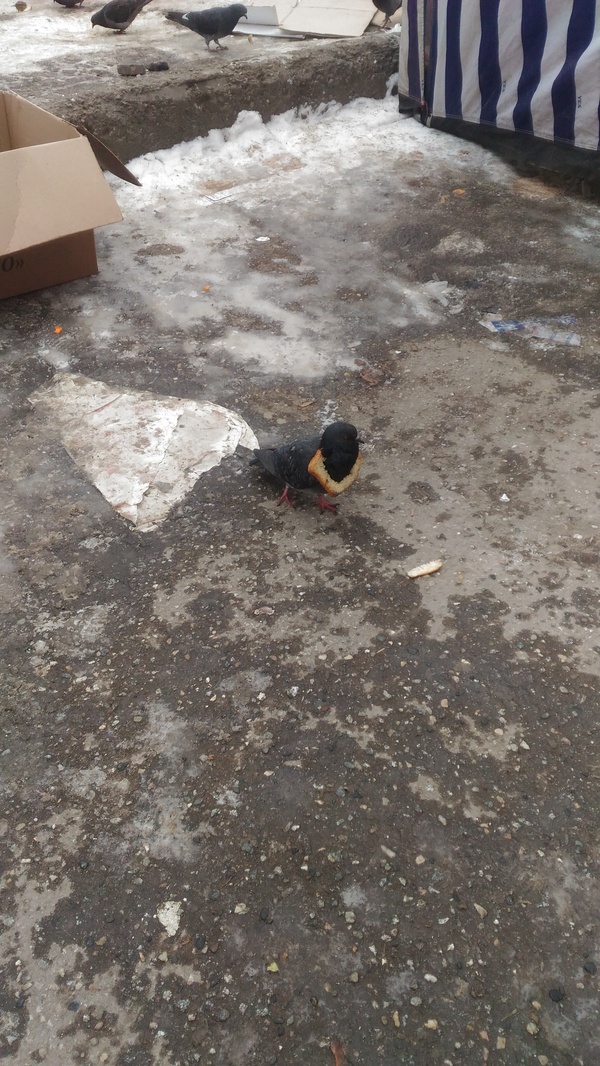 While waiting for a taxi, I met this mod - Pigeon, My, Fashion