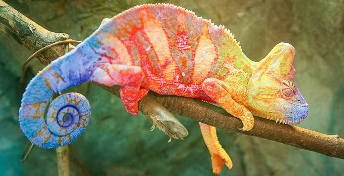 Про экзотических животных. Хамелеон мадагаскарский Ошагнеси. Хамелеон меняет цвет. Окрас хамелеона. Хамелеон фото.