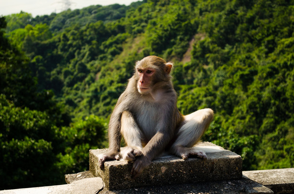 ,  Monkey Mountain , , , , 
