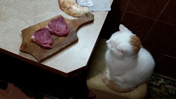 V stands for shutter speed - My, cat, Meat