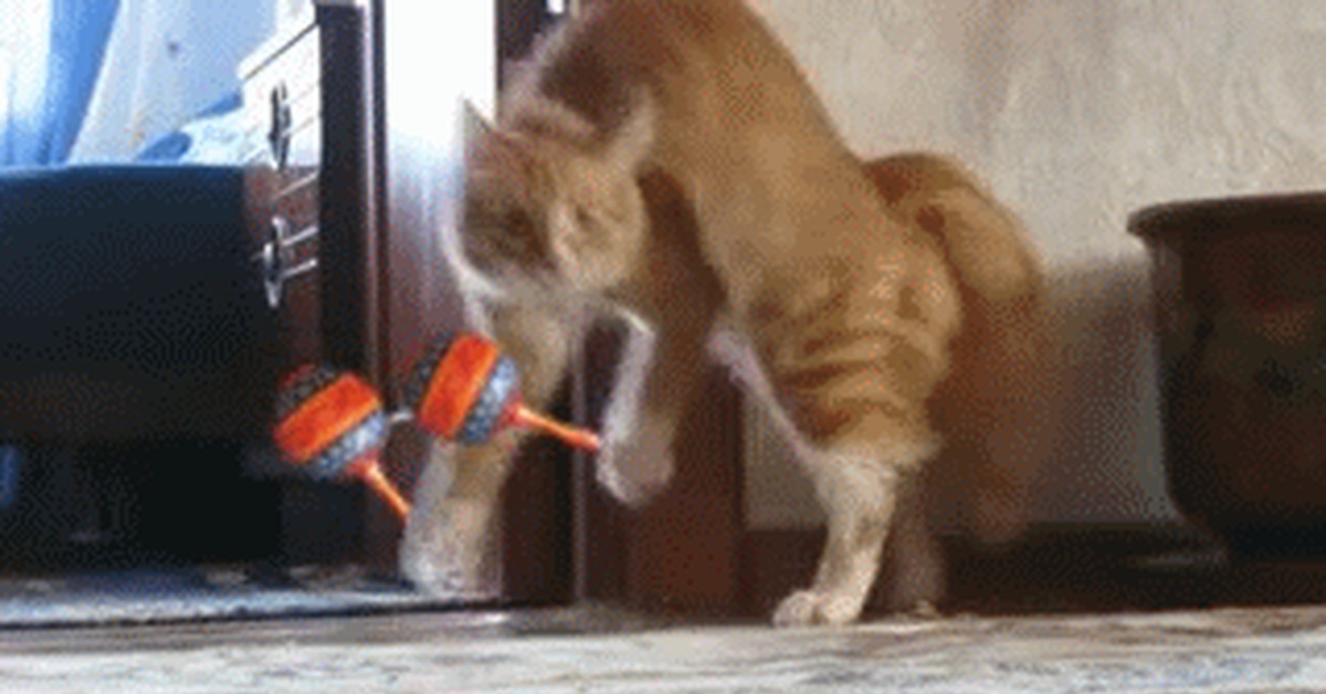 Манчкин. Кошачьи попы. Кот здоровается. Гифки с котятами. Кошка выгибается.