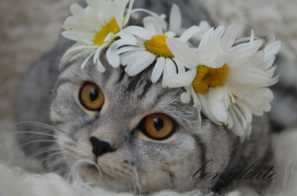 cutie - cat, Wreath