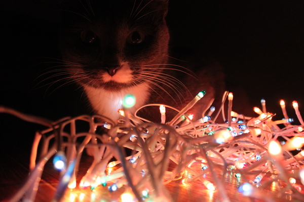 Ламповая кошка, новогодняя версия