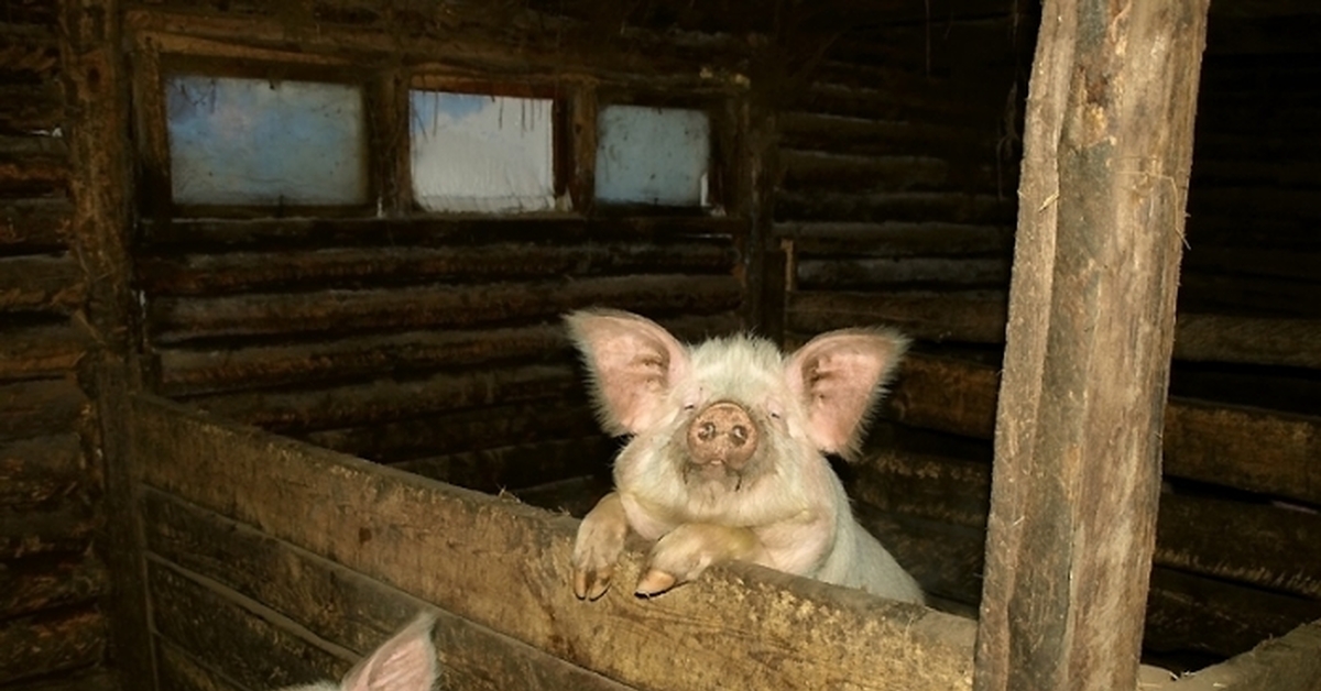 Свиньи в селе. Свинья в хлеву. Свинья в свинарнике. Сарай для свиней. Хлев для поросят.
