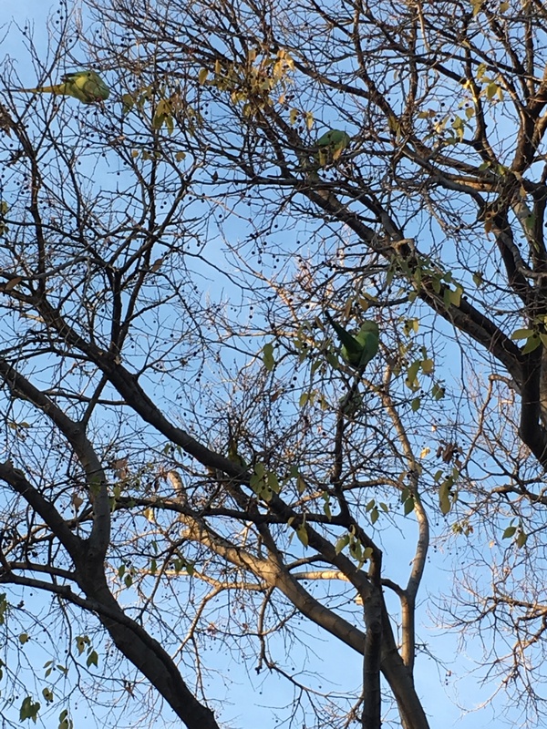 Marseille and parrots - My, Longpost, Cool, A parrot