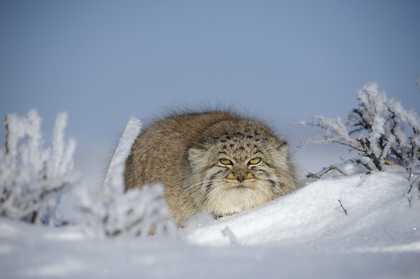 Manul - winter version =) - Pallas' cat, Mongolia, Valery Maleev