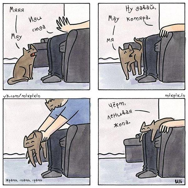 Another comic to eat, sleep ... - , cat, Comics