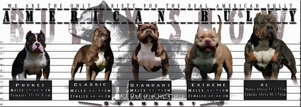 Как рожают американские булли. Смотреть фото Как рожают американские булли. Смотреть картинку Как рожают американские булли. Картинка про Как рожают американские булли. Фото Как рожают американские булли Как рожают американские булли. Смотреть фото Как рожают американские булли. Смотреть картинку Как рожают американские булли. Картинка про Как рожают американские булли. Фото Как рожают американские булли