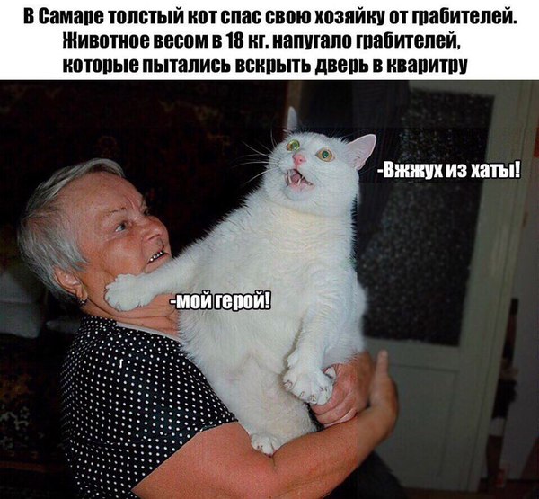 Vzhuh passed, vzhuh accepted - My, Vzhuh, Post surrendered post accepted, cat, Kotvzhukh