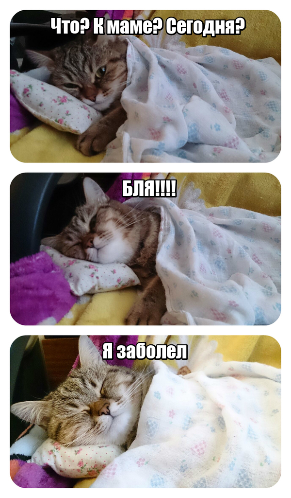 No not today. - My, A blanket, Mother-in-law, cat, Oh nafig, Saturday