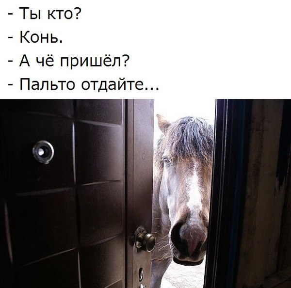 Horse without a coat - Horse in coat, Joke, Humor