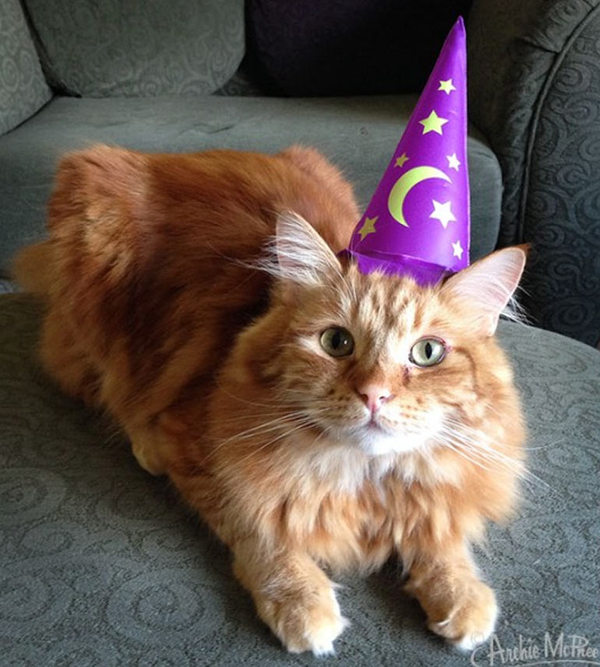      , , Wizard Cat