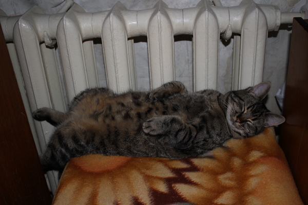 Всем тепла на ночь.)