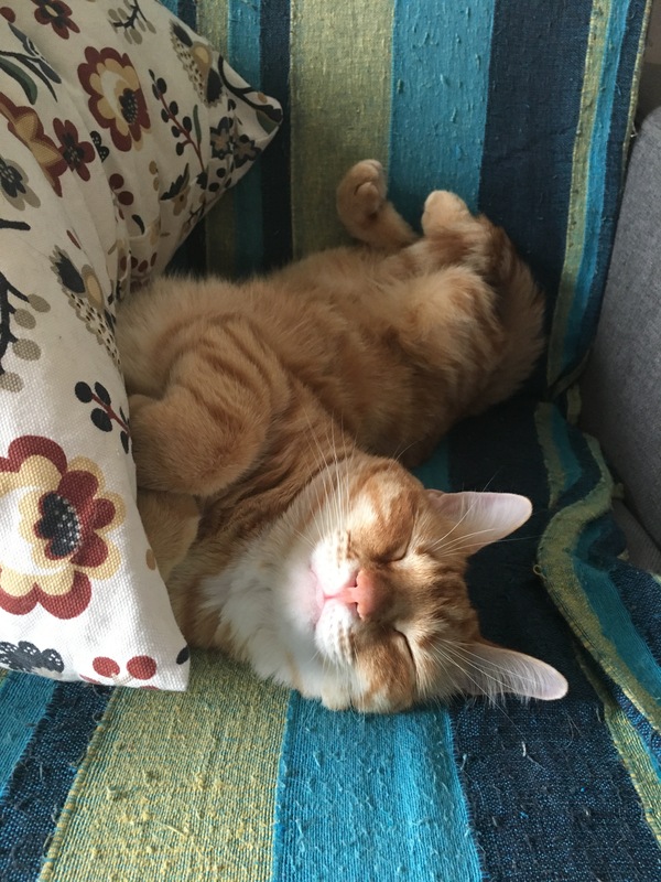 Когда снится шницель...