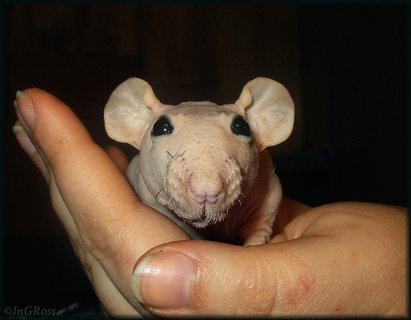 Lop-eared miracle (saved sphinx). - My, My, Rat, Decorative rats, Sphinx, Photo, The photo, Rat Chronicles