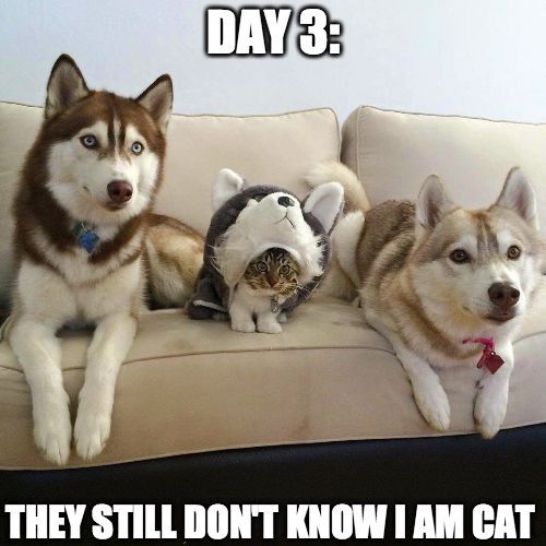 Day three - cat, Dog, Husky, Cats and dogs together