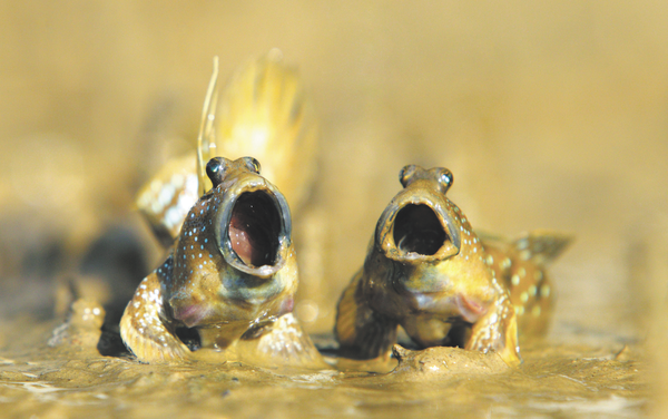 5 удивительных аквариумных рыб. Часть 3