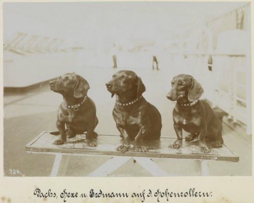 Dachshunds of Kaiser Wilhelm II of Germany - Historical photo, Wilhelm II, Dachshund