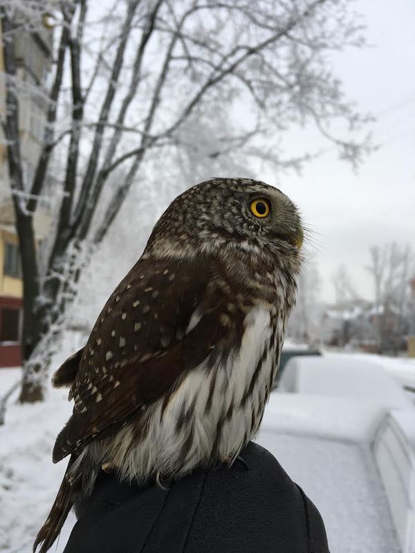 freezing - My, Sparrow owl, Owl