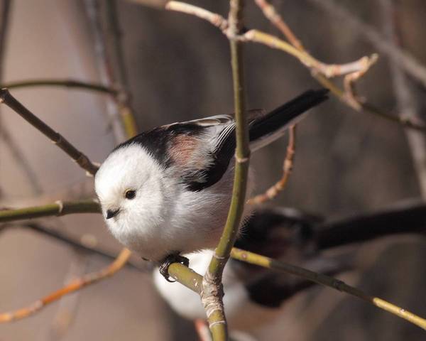 Common or long-tailed tit - Photo, Opolovnik, Long-tailed, Longpost