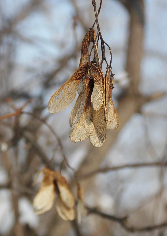 Photo seasons - My, Photo, Flowers, Landscape, Season, Seasons, Longpost