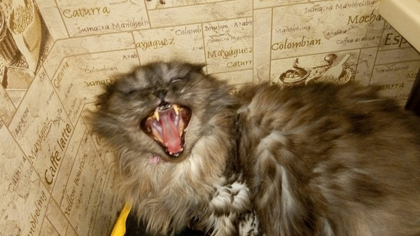 Managed - My, Yawn, Highland Fold, , cat