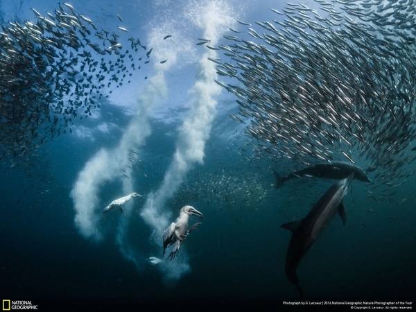 Best Wildlife Photographers of 2016 by National Geographic - Photo, Nature, The national geographic, Competition, The best, Longpost
