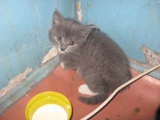 Traveler Cat - My, cat, Longpost, Incredible, Travelers