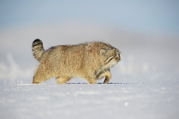 And the smell. - Pallas' cat, Valery Maleev, Chicherina