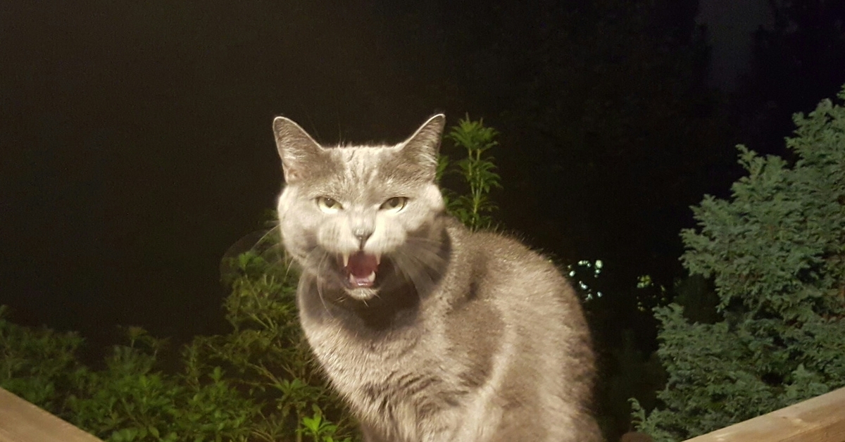 Саблезубый кот