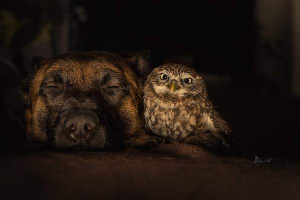 Sleep buddy, I'll watch - Dog, Owl, Dream