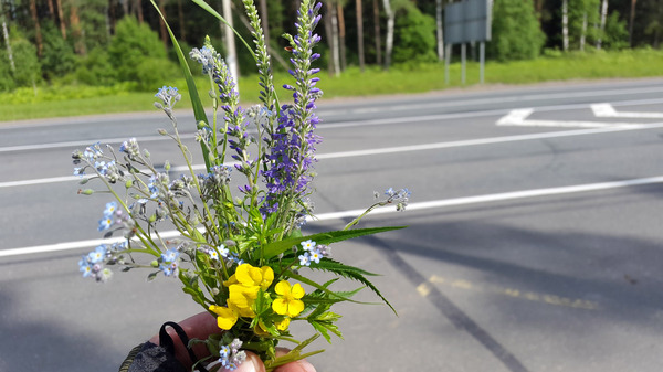 Wild camping bouquets. - My, Travels, Flowers, Bouquet, Longpost