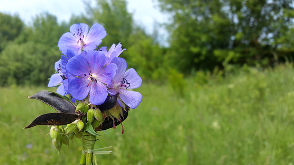 Wild camping bouquets. - My, Travels, Flowers, Bouquet, Longpost